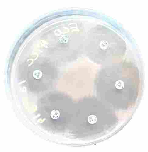 Antimicrobial Disk