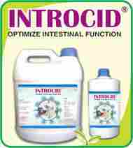 INTROCID Optimize Intestinal Function