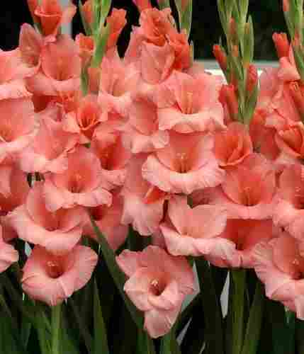 Gladiolus - Forta Rosa Flower Plant