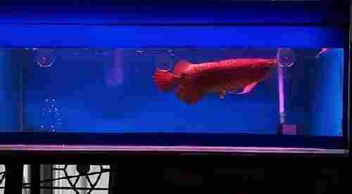 Red Arowana Fish
