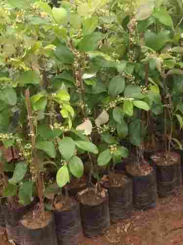 Thai Apple Ber Plant