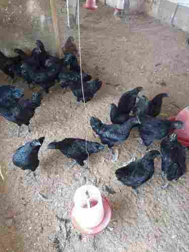 Kadaknath Healthy Chicks
