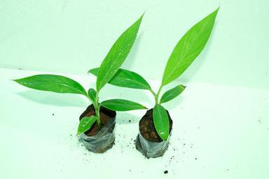 Yelakki Banana - Tissue Culture Plant
