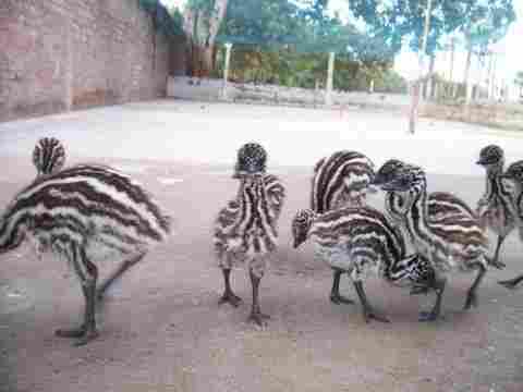 EMU Bird Chicks