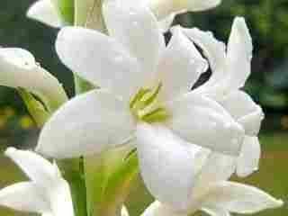 Tuberose Thickets - Bulbs