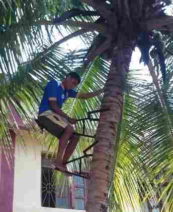 Coconut Tree Climber Sitting Type
