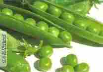Green Fresh Peas (KLA)