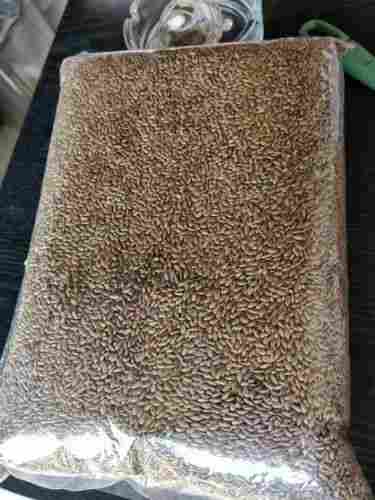 Quality Roasted Flax Seeds