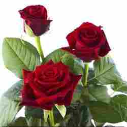 Red Rose Flowers with Leaf