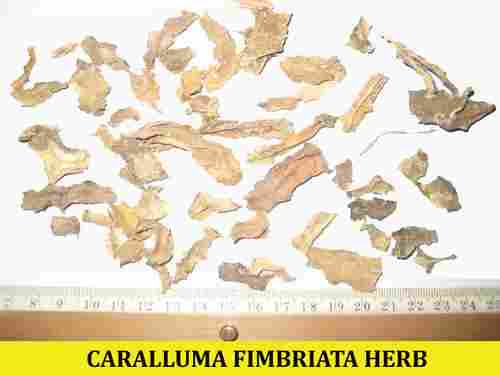 Caralluma Fimbriata- Pregnane Glycosides 10%