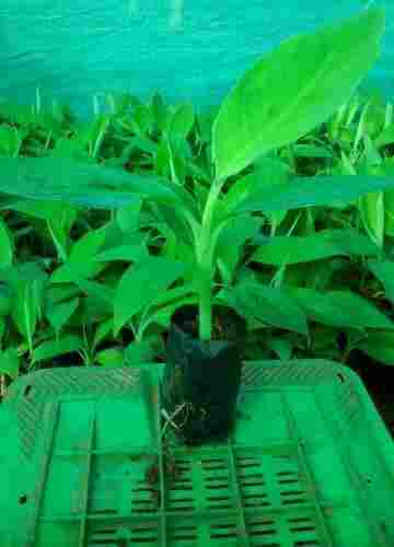 Amrutha Pani Tissue Culture Banana Plant