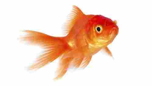 Aquarium Gold Fish
