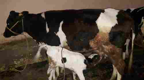 Healthy Holstein Friesian Cow