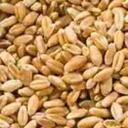 Highly Nutritious Wheat Grain