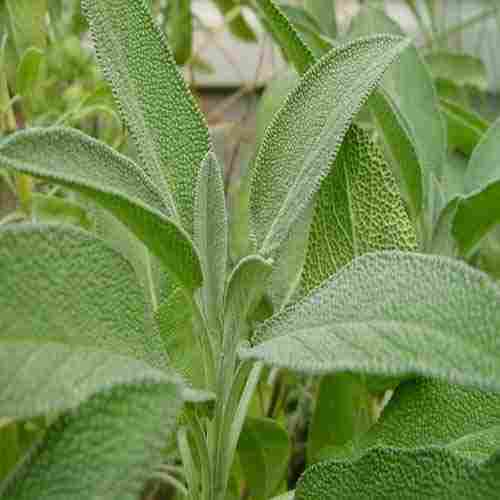 Organic Fresh Sage Herb
