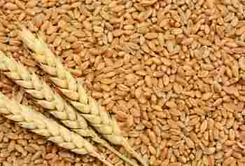 High Grade Wheat