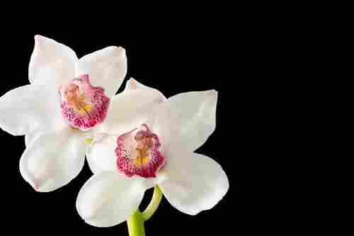 Cymbidium White Big Flowers