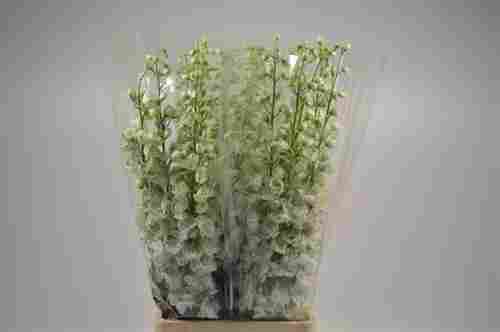 Delphinium White Flowers