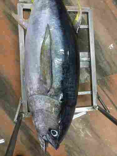 Whole Yellowfin Tuna