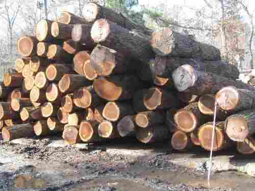 Natural Walnut Wood Logs