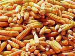 Quality Tested Yellow Maize
