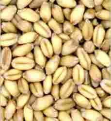 Pure Quality Wheat Grains