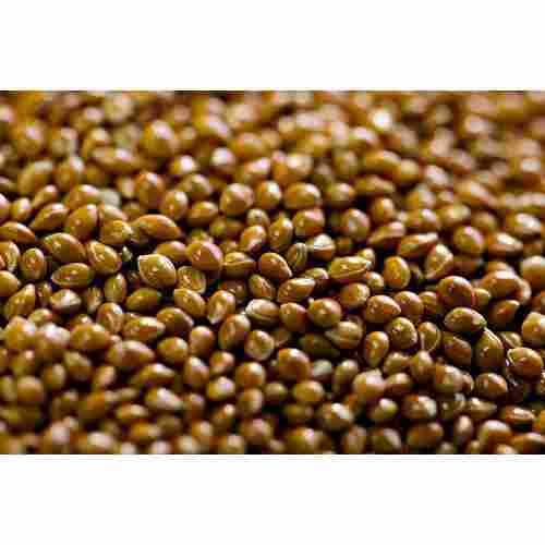 Quality Tested Foxtail Millet