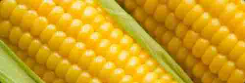 Low Price Yellow Corn