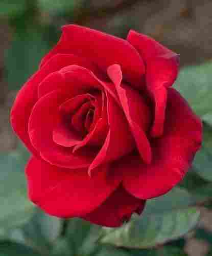 Fresh Red Rose for Gift and Decoration