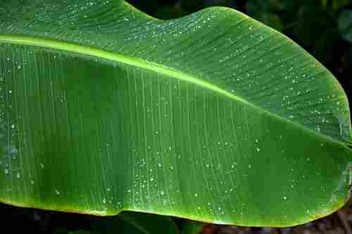 Banana Leaf For Cooking And Food Serving