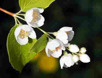 Jasmine Flower With Immense Fragrance