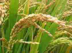 Indian Organic Rice Grain