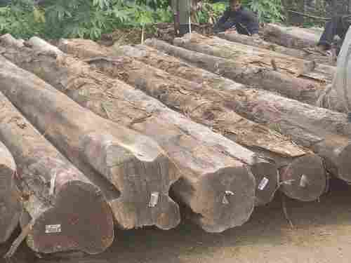 Termite Free Brazilian Teak Logs 