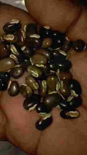 Good Quality Mucuna Seed