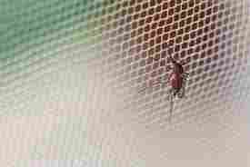 Safest Mosquito Net Mesh