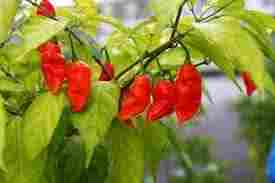 Adulterant Free Red Chilli