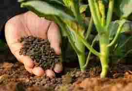 Pure Organic Fertilizer For Agriculture