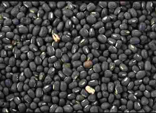 Black Gram with Nutritional Value