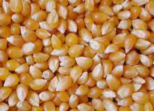 Maize Yellow Corn Animal Feed