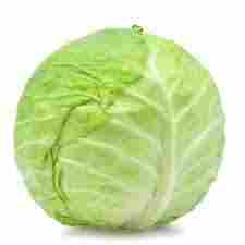 Fresh And Pure Cabbage