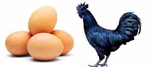 Best Quality Kadaknath Egg