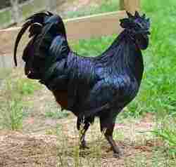 Black Farm Kadaknath Chicken
