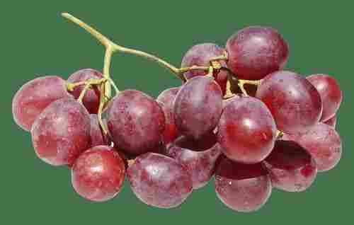 High Grade Fresh Grapes