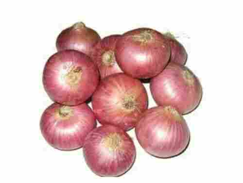 Medium Size Fresh Red Onion