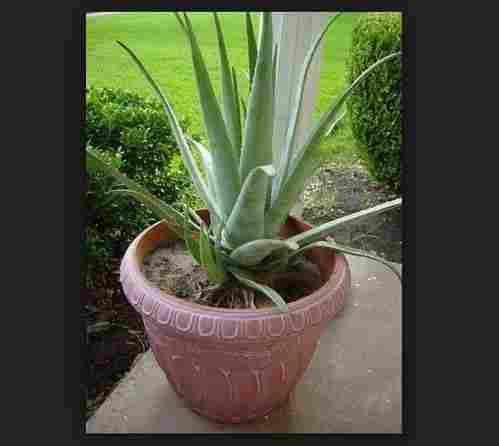 Fresh Aloe Vera Nursery Plant