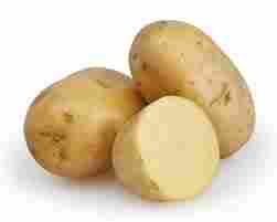 Superior Quality Fresh Potato