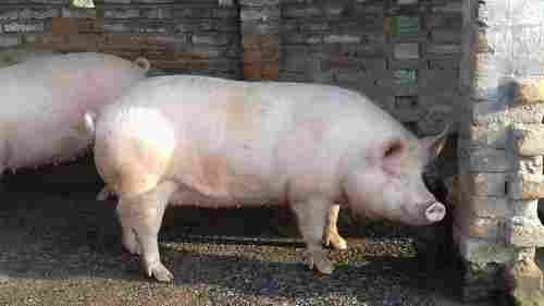 Large White Yorkshire Pig