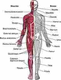Musculo Skeletal