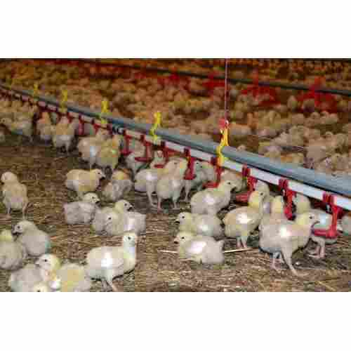 Poultry Nipple Drinker System