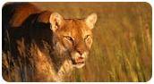 Excellent Quality Wildlife Tour Packages 